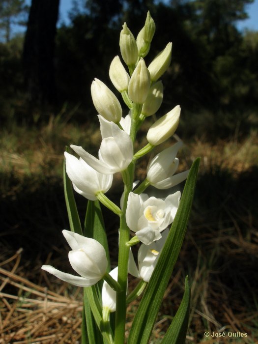 Sierra de Buixcarr�, V