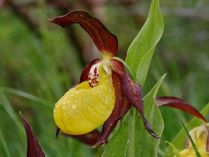 Cypripedium calceolus