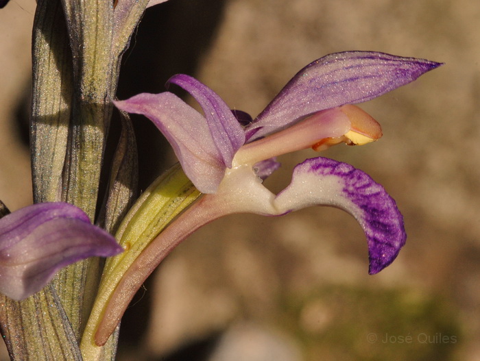 Sierra Espad�n, CS