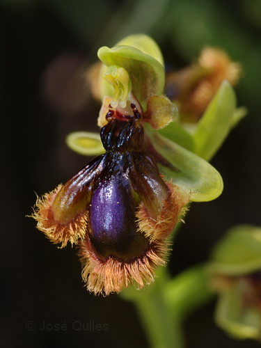 Ophrys