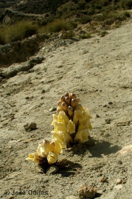 Desierto de Tabernas, AL