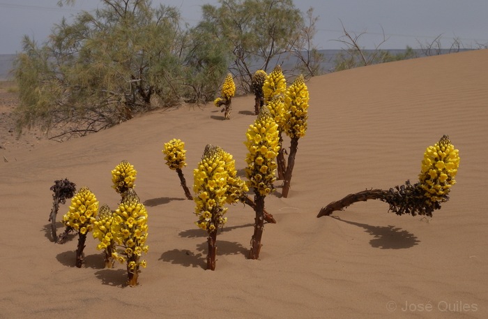 Valle del Draa, Marruecos