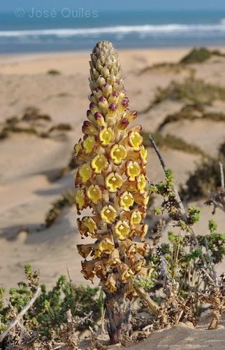 Foum Draa, Marruecos