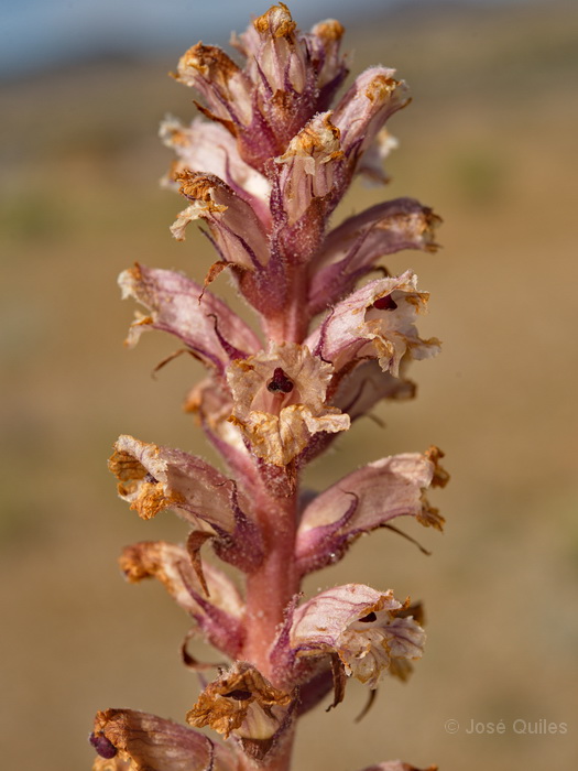 Sierra de Mazarr�n, MU