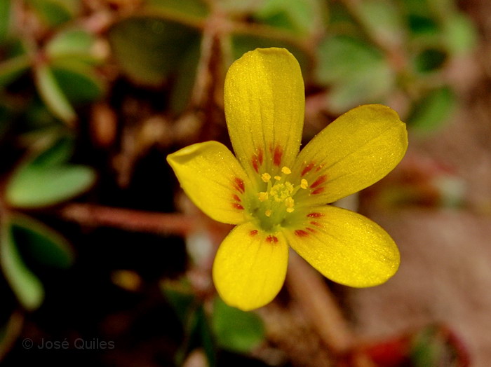 Sierra Espad�n, CS
