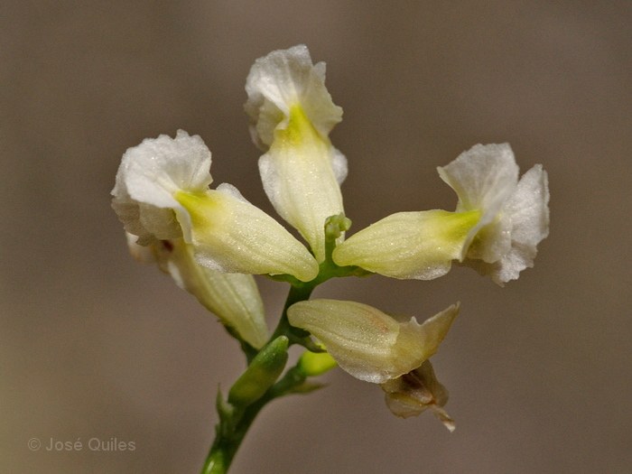 Sierra de Urbi�n, SO