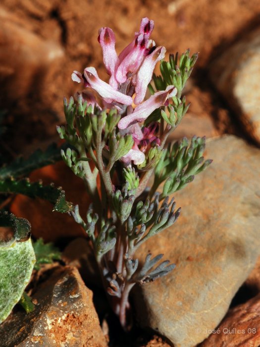 Sierra de G�dor, AL