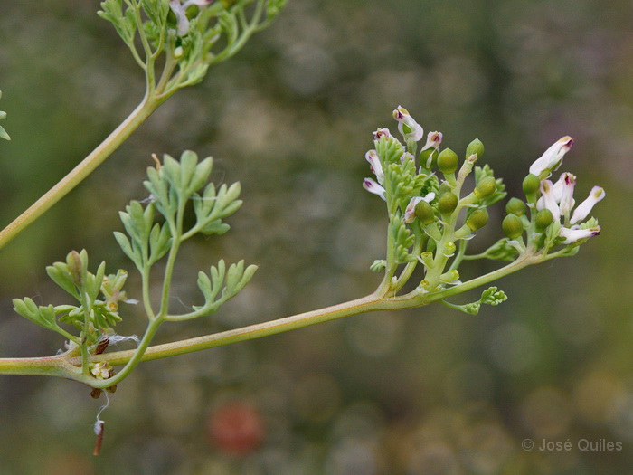 Hoya de Guadix-Baza, GR