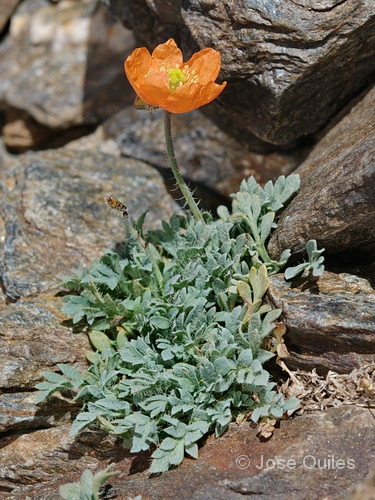 Amapolas