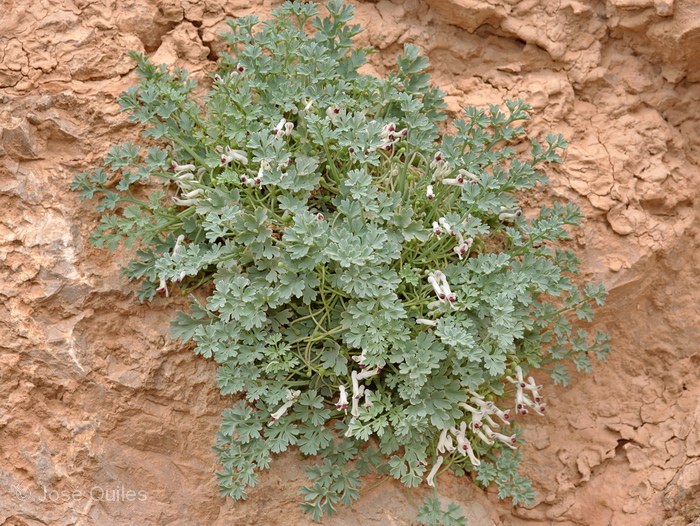 Gargantas del Dades, Marruecos
