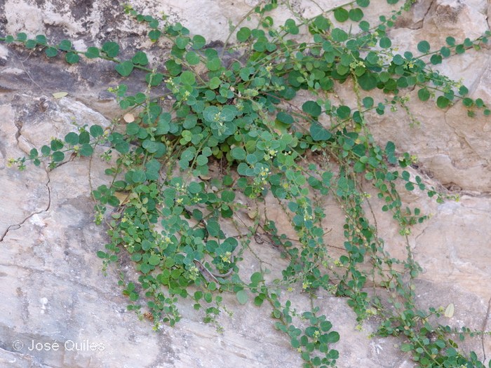 Ida Ou Tanane, Marruecos