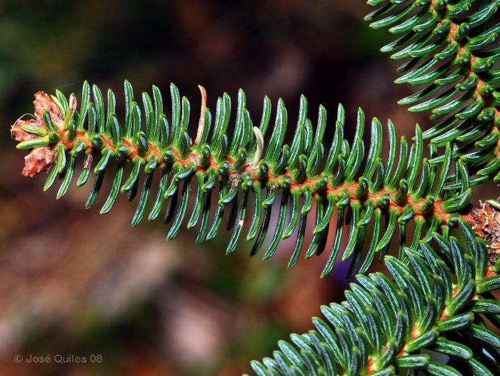 Pinsapar de Grazalema, CA