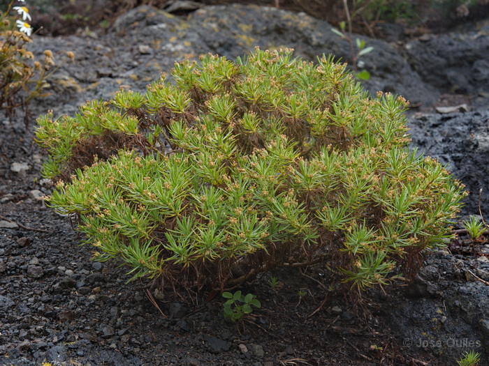 P.N. Garajonay, La Gomera