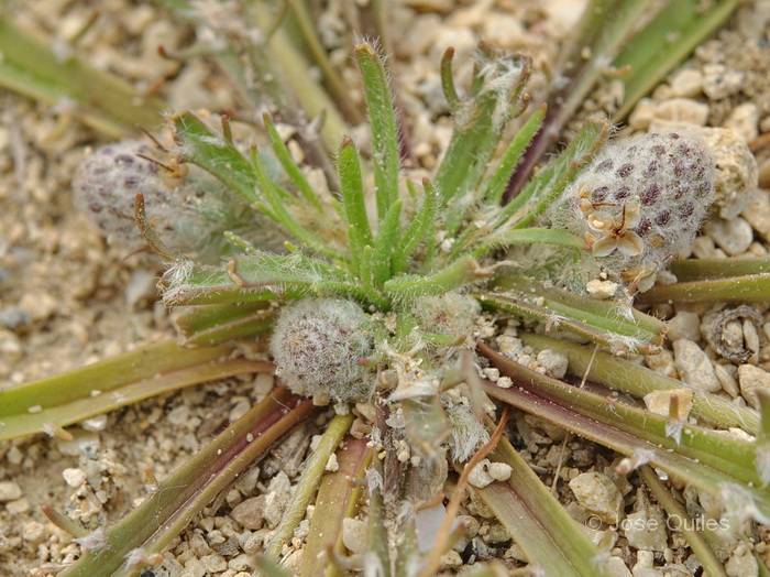 Sierra de Mazarr�n, MU