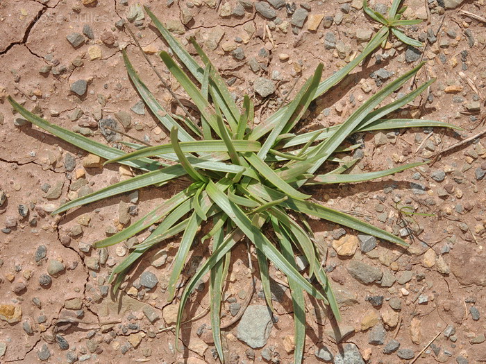 Sierra de G�dar, TE
