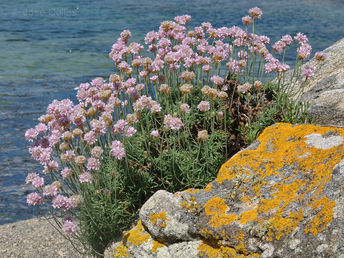 Illa de Arousa, PO