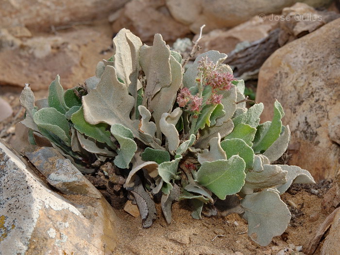 Foum Draa, Marruecos