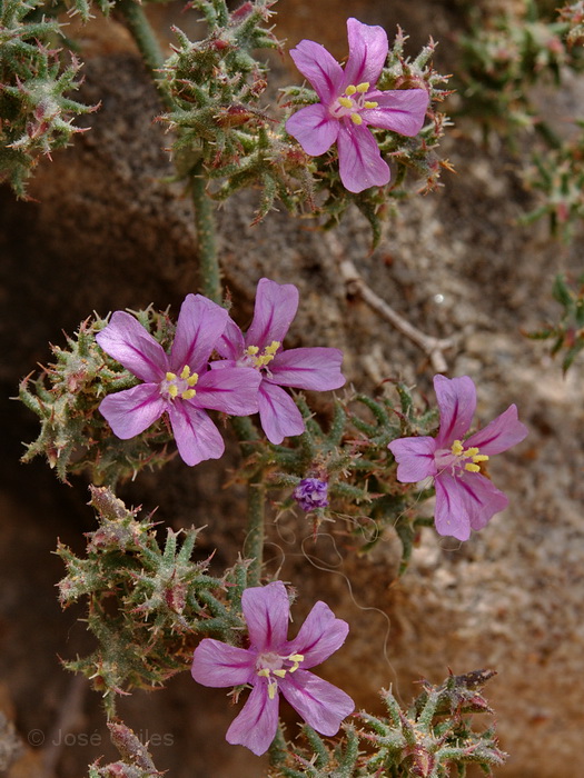 Foum Draa, Marruecos