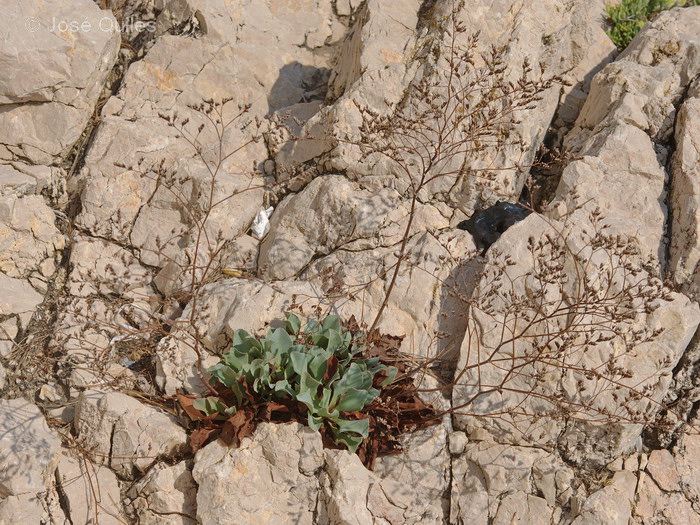Costa rocosa de Mallorca