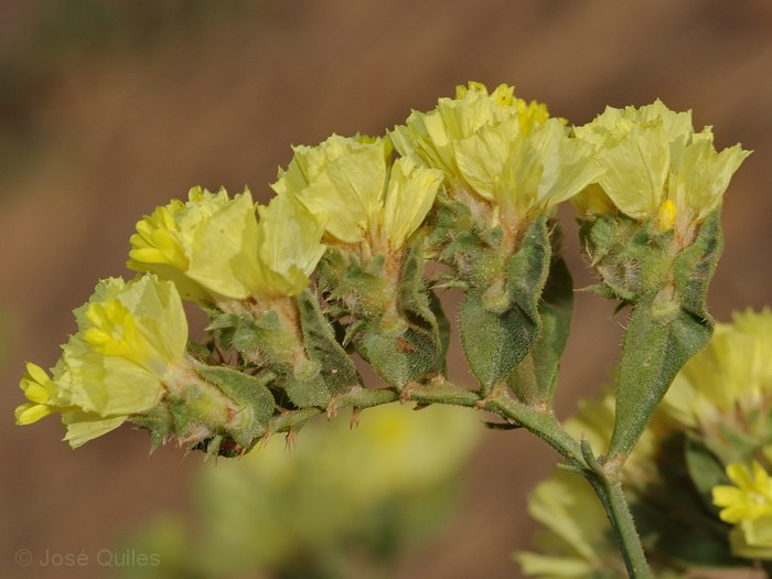Tafilalt, Marruecos