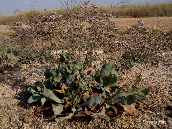 La Mancha, TO