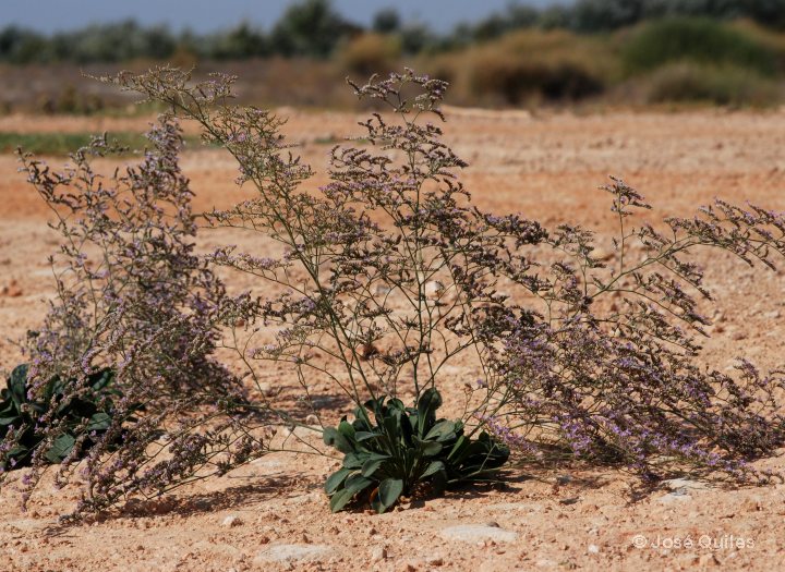 La Mancha, TO