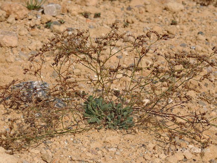 Costa rocosa de Mallorca