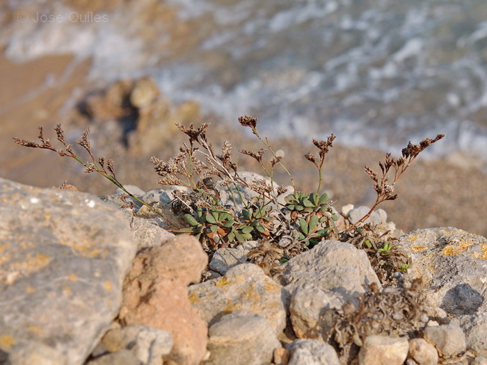 Costa rocosa de Mallorca