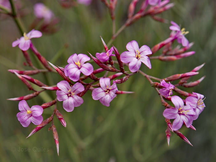Sierra Almagrera, AL