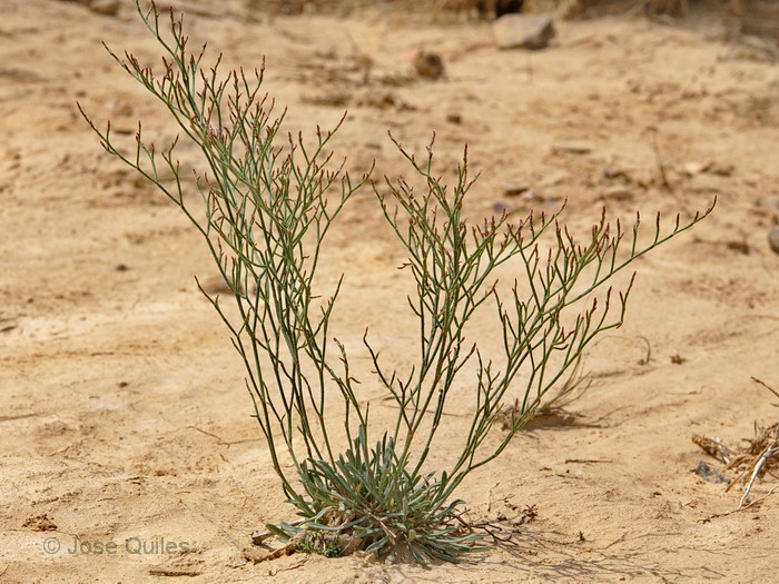 B�rdenas Reales, NA