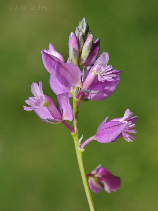 Vistabella del Maestrat, CS