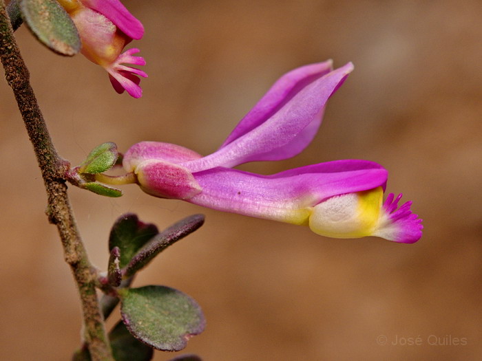 P.N. de Talassemtane, Rif, Marruecos