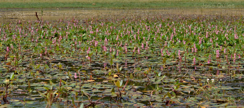 Laguna de Bezas, TE