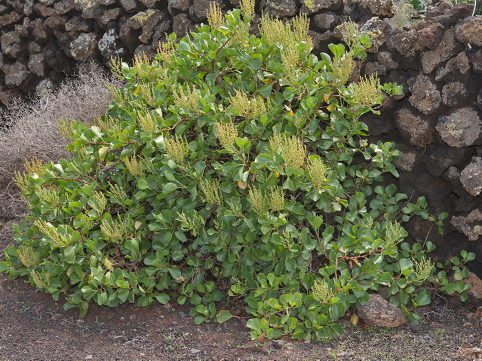 Malpa�s de la Corona, Lanzarote