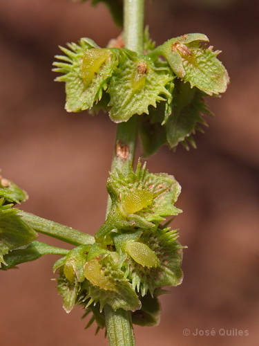 Sierra Espad�n, CS