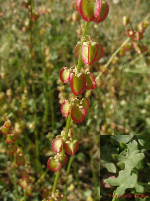 Sierra de Aitana, A