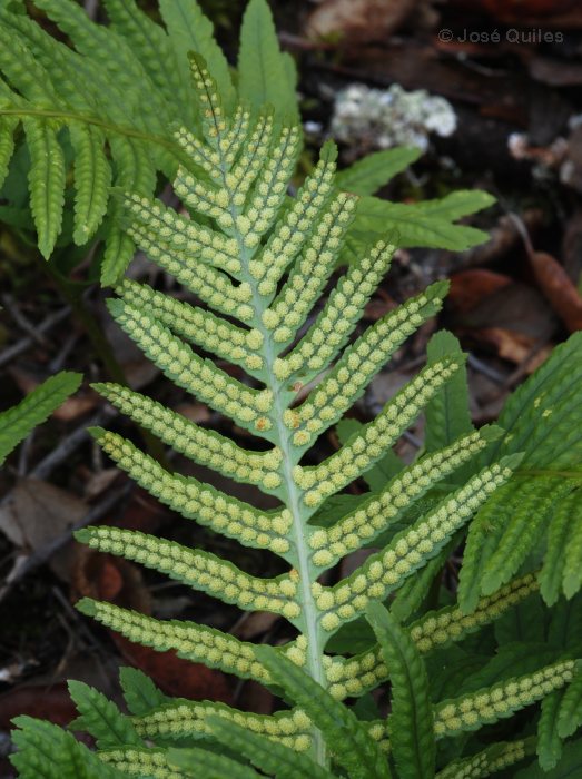 Sierra Espad�n, CS