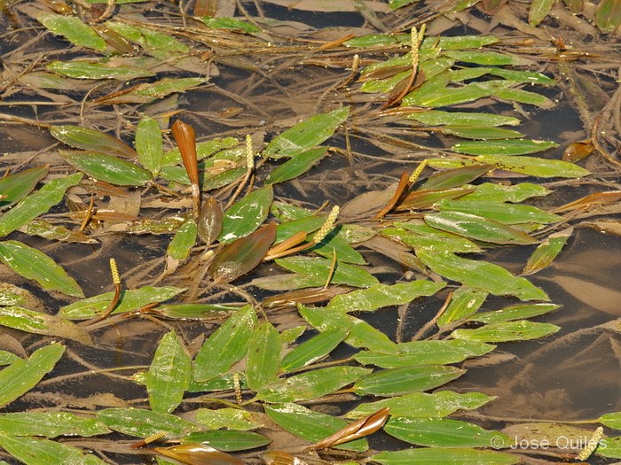 Albufera de Valencia