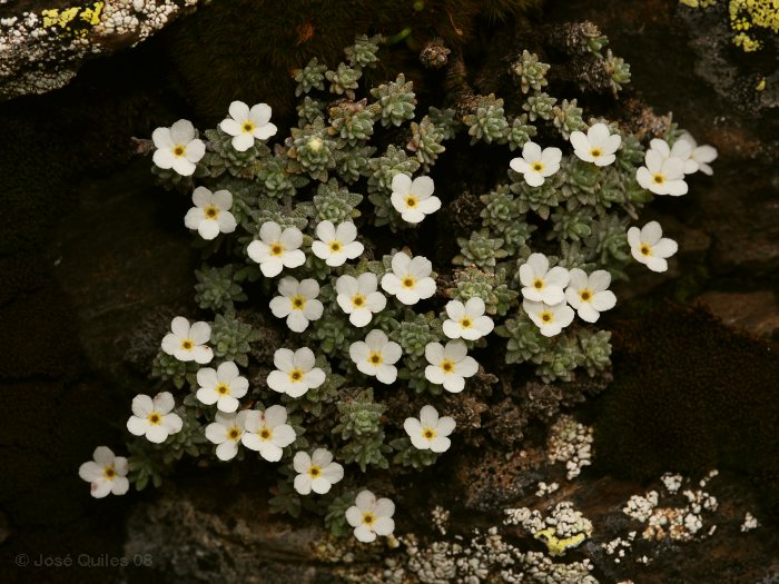 Androsace vandellii