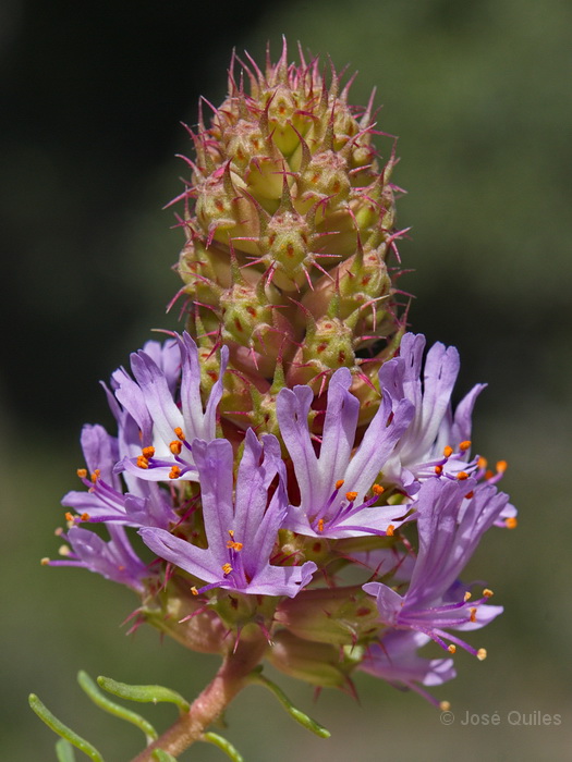 Devesa del Saler