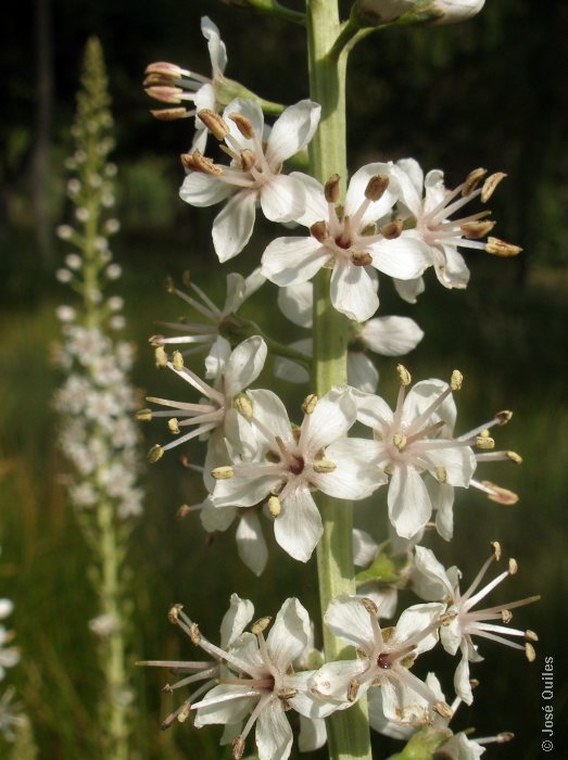 Sierra Espad�n, CS