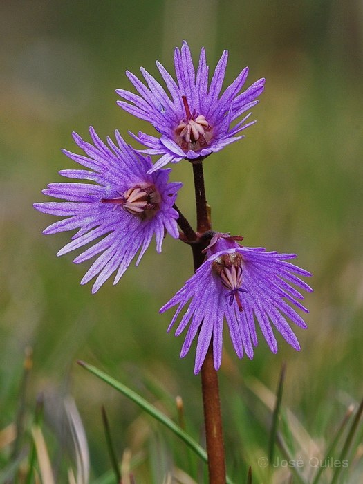 Soldanella alpina