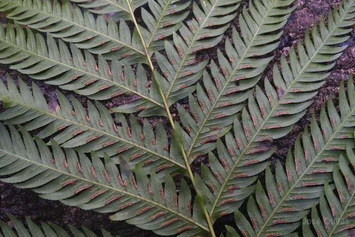 P.N. Garajonay, La Gomera