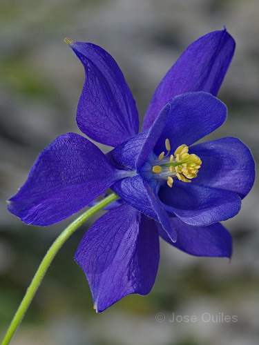 Aquilegia pyrenaica