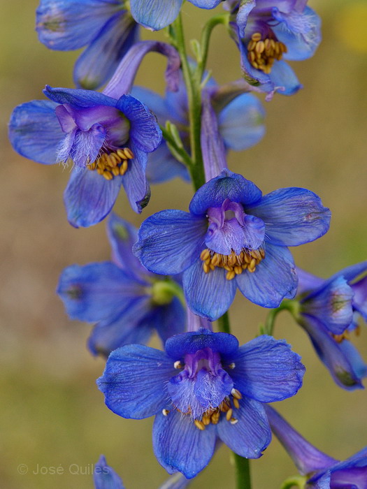 Delphinium
