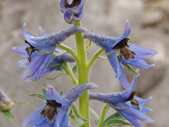 Delphinium montanum