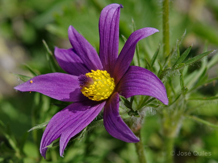 Jard�n Alpino Chanousia, Col du Petit Saint-Bernard, Savoie