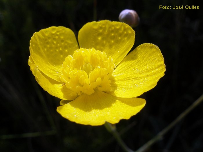 Sierra de Buixcarr�, V