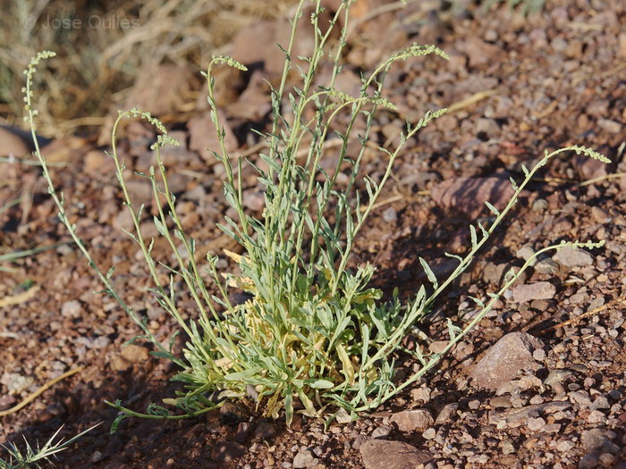 Tafilalt, Marruecos