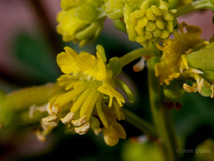 Pen�nsula de Jand�a, Fuerteventura